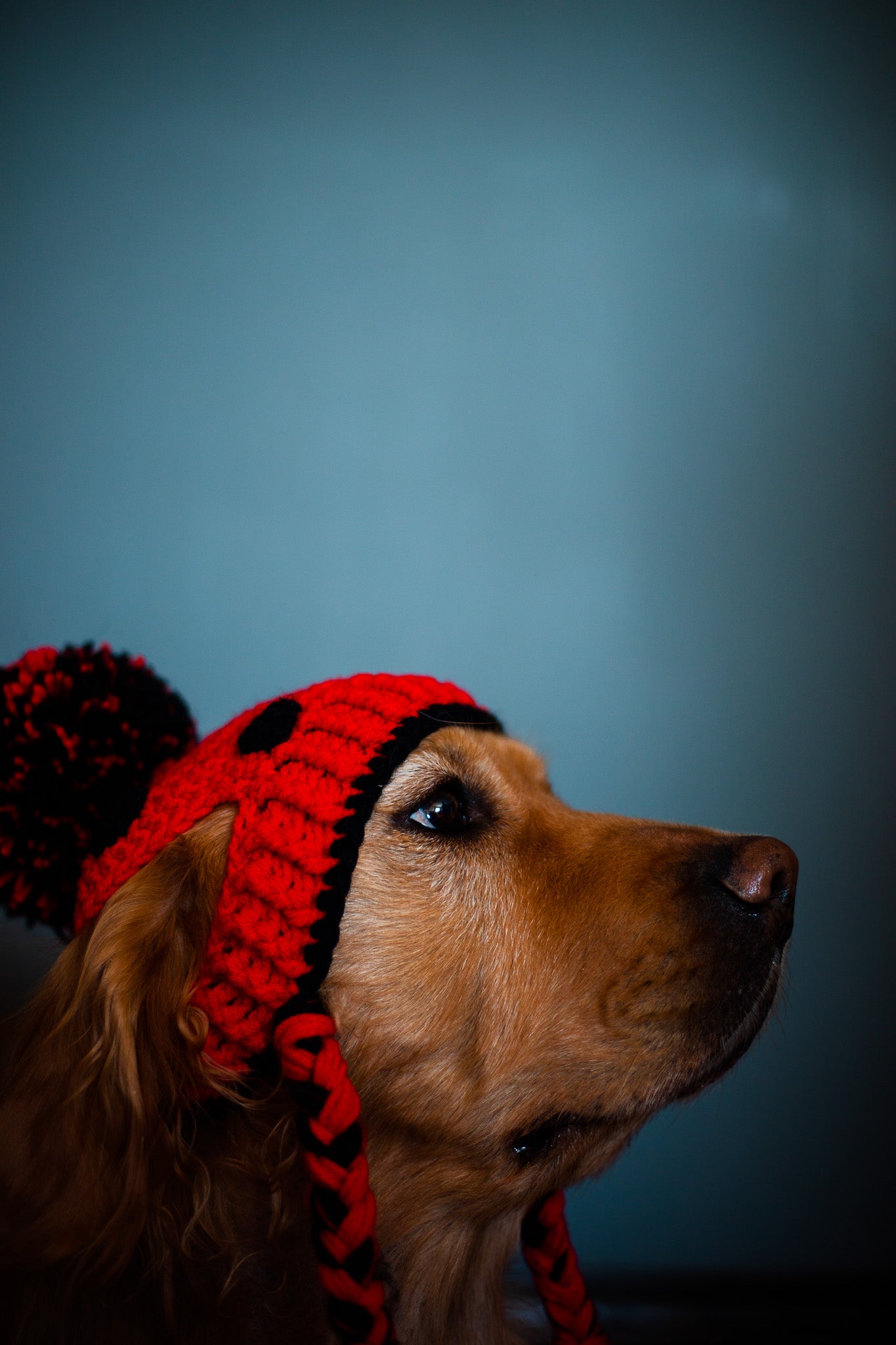 Ladybug Dog Beanie