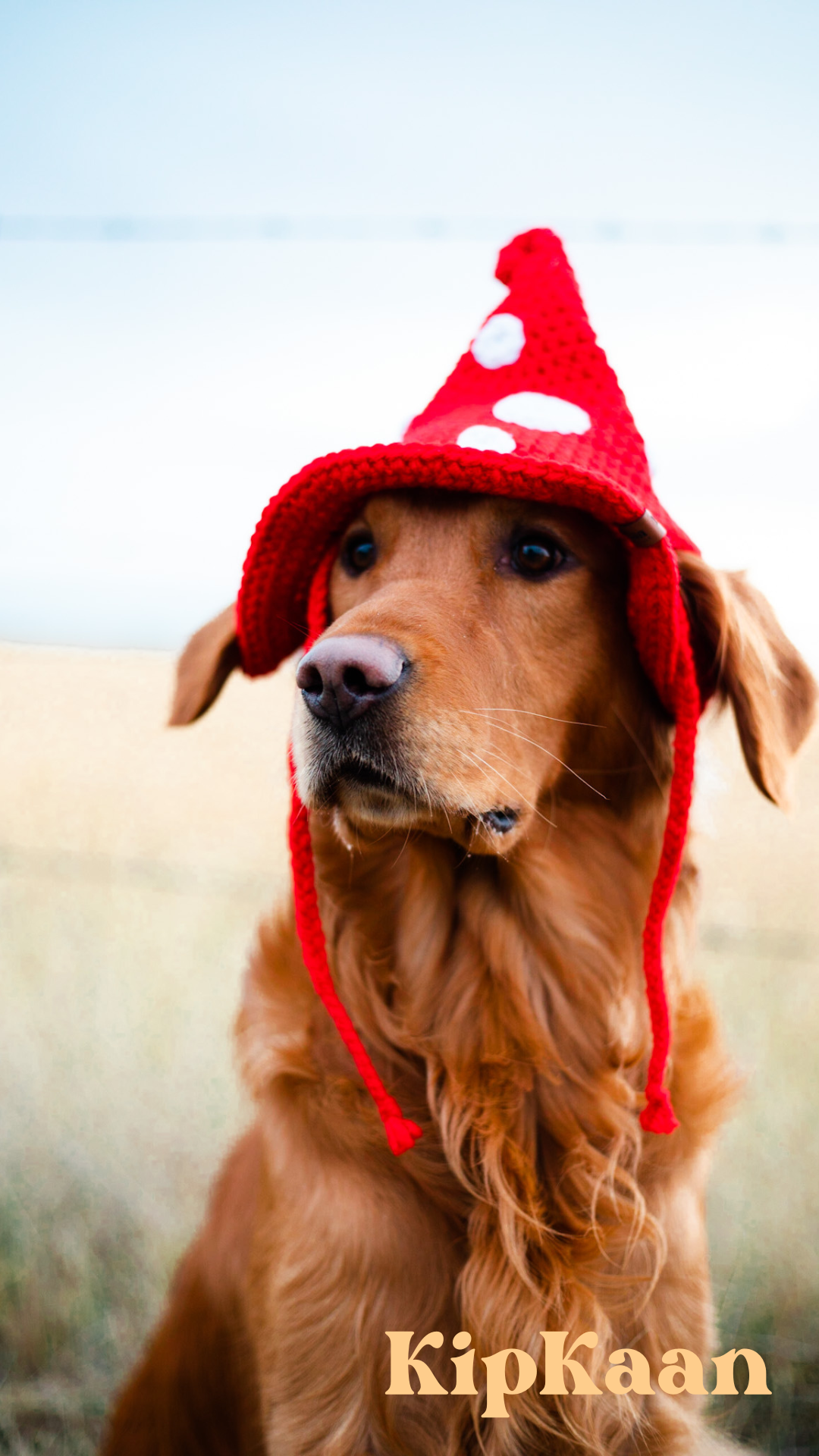 Dog with red outlet hat